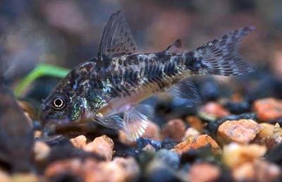 水族箱清潔使者 探索清道夫魚的生長(zhǎng)奧秘