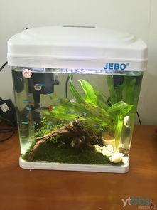 桌面上的微觀海洋 小型迷你LOED生態(tài)創(chuàng)意魚缸選購與造景指南