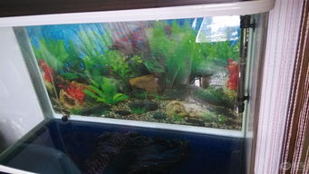 水族箱換水 藝術(shù)與科學(xué)的結(jié)合