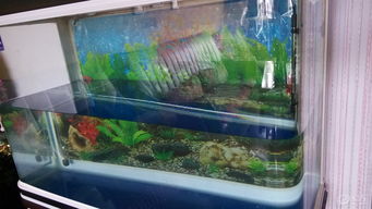 水族箱換水 維持生態(tài)平衡與魚類健康的關(guān)鍵步驟